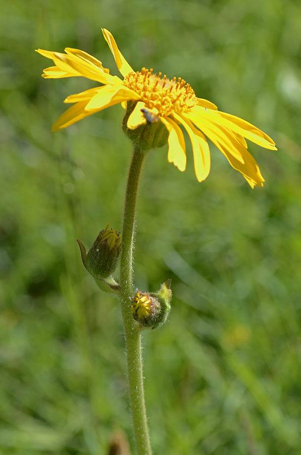 Arnica montana / Arnica